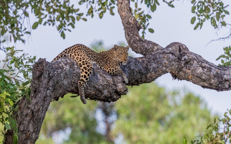 Africa 2024 Discover Zambia