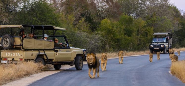 Masai Mara to the Serengeti (Tanzania): From Discover the Ultimate Safari Experience Masai Mara to The Serengeti (Tanzania)