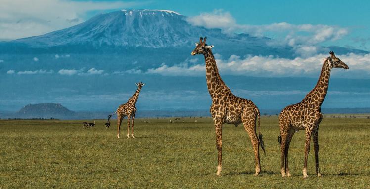 Return to Kenya and Amboseli National Park