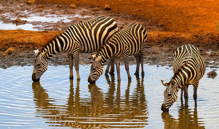 Return to Kenya and Amboseli National Park