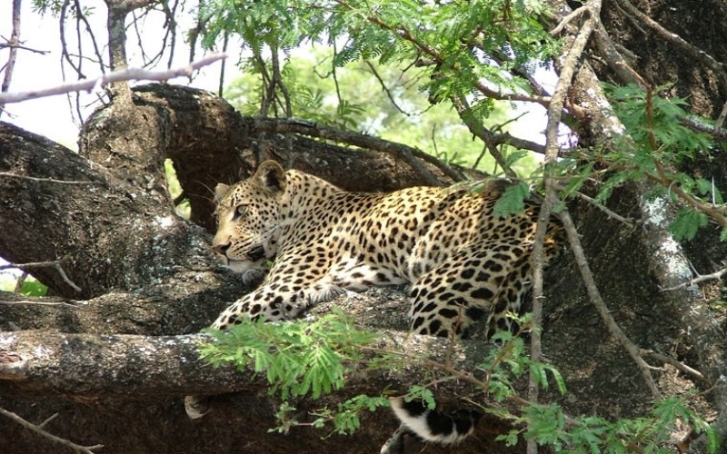 Zambia, Malawi and Mozambique,