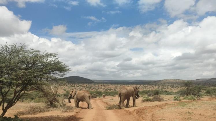 deep into the samburu bush