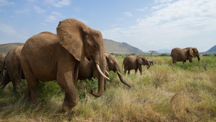 deep into the samburu bush